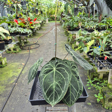 Load image into Gallery viewer, Anthurium Doc Block (Red Crystallinum) x Kunayalense exact plant, Fedex 2day*
