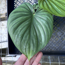 Load image into Gallery viewer, Philodendron Plowmanii Round Form, Exact Plant Medium
