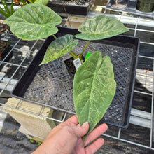 Load image into Gallery viewer, Alocasia Wentii, Exact Plant Variegated Ships Nationwide
