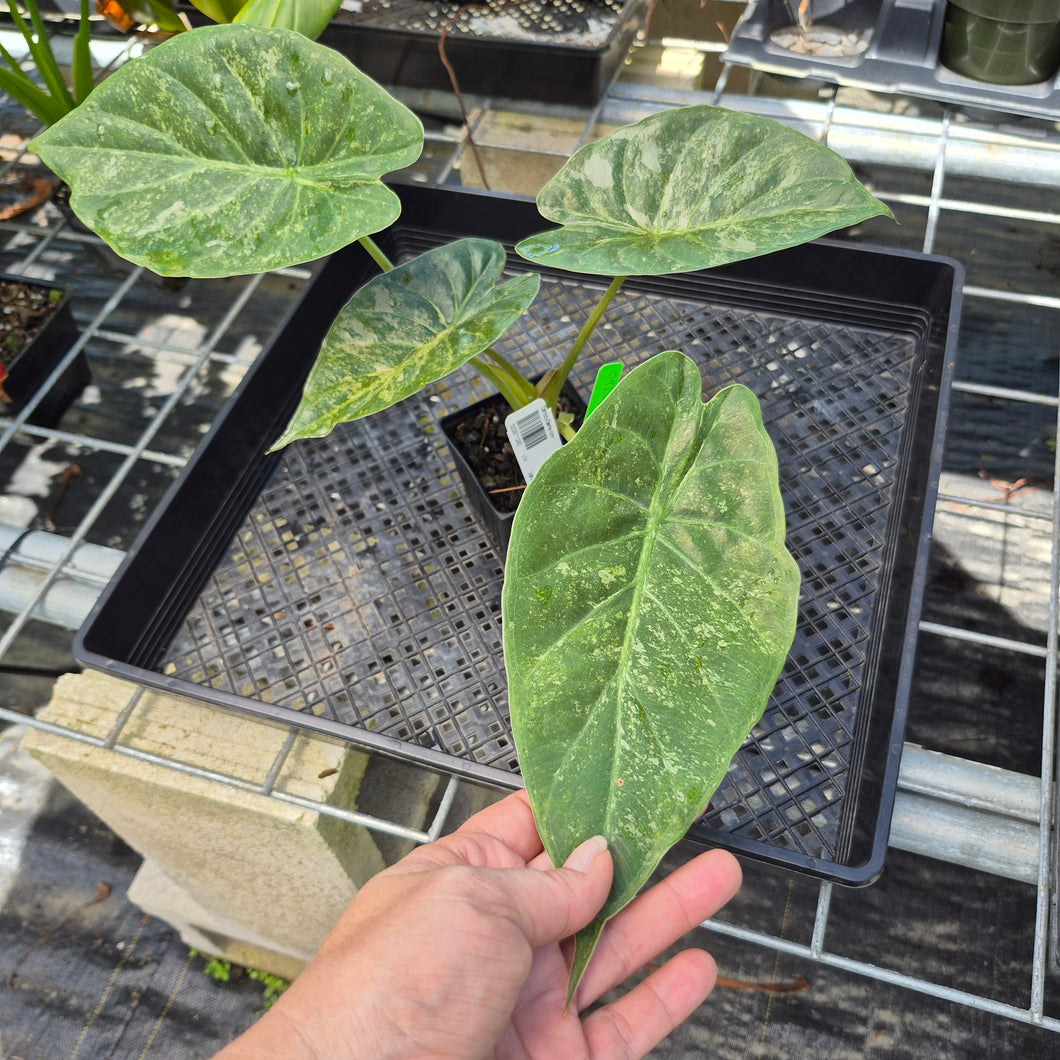 Alocasia Wentii, Exact Plant Variegated Ships Nationwide