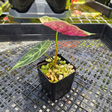 Load image into Gallery viewer, Alocasia Watsoniana Albo Pink variegated, Exact Plant Ships Nationwide
