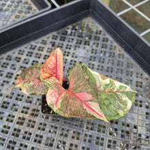 Load image into Gallery viewer, Syngonium Strawberry Ice Variegated exact plant, Fedex 2day*
