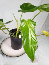 Load image into Gallery viewer, Bernadopazii, exact plant, Philodendron, ships nationwide
