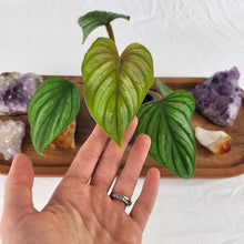 Load image into Gallery viewer, Philodendron Plowmanii 2.5" pot, Fedex 2day*
