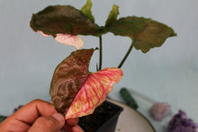 Load image into Gallery viewer, Variegated Syngonium Strawberry Ice Galaxy Exact Plant
