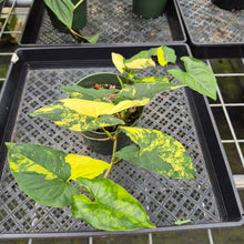 Load image into Gallery viewer, Syngonium Aurea Variegated exact plant, Fedex 2day*
