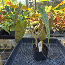 Load image into Gallery viewer, Philodendron Maximum , Exact Plant Ships Nationwide
