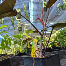 Load image into Gallery viewer, Philodendron Dark Lord, Exact Plant Ships Nationwide

