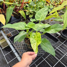 Load image into Gallery viewer, Philodendron Giganteum, Exact Plant Variegated Ships Nationwide
