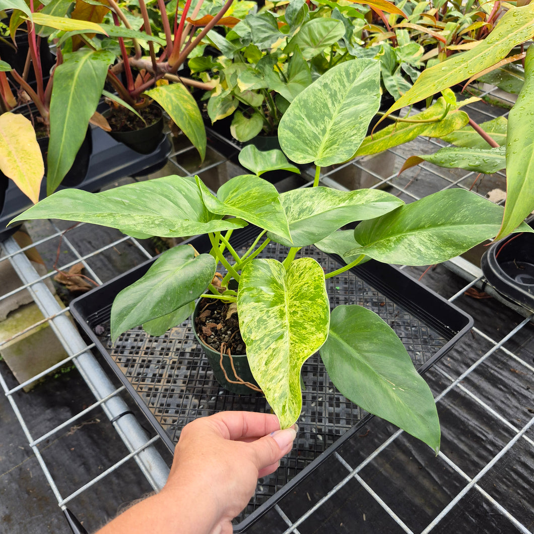 Philodendron Giganteum, Exact Plant Variegated Ships Nationwide