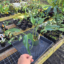 Load image into Gallery viewer, Monstera Burle Marx Flame, Exact Plant Ships Nationwide
