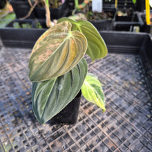 Load image into Gallery viewer, Philodendron Melanochrysum, Exact Plant Variegated Ships Nationwide
