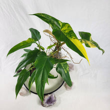 Load image into Gallery viewer, Philodendron Domesticum, Exact Plant Variegated
