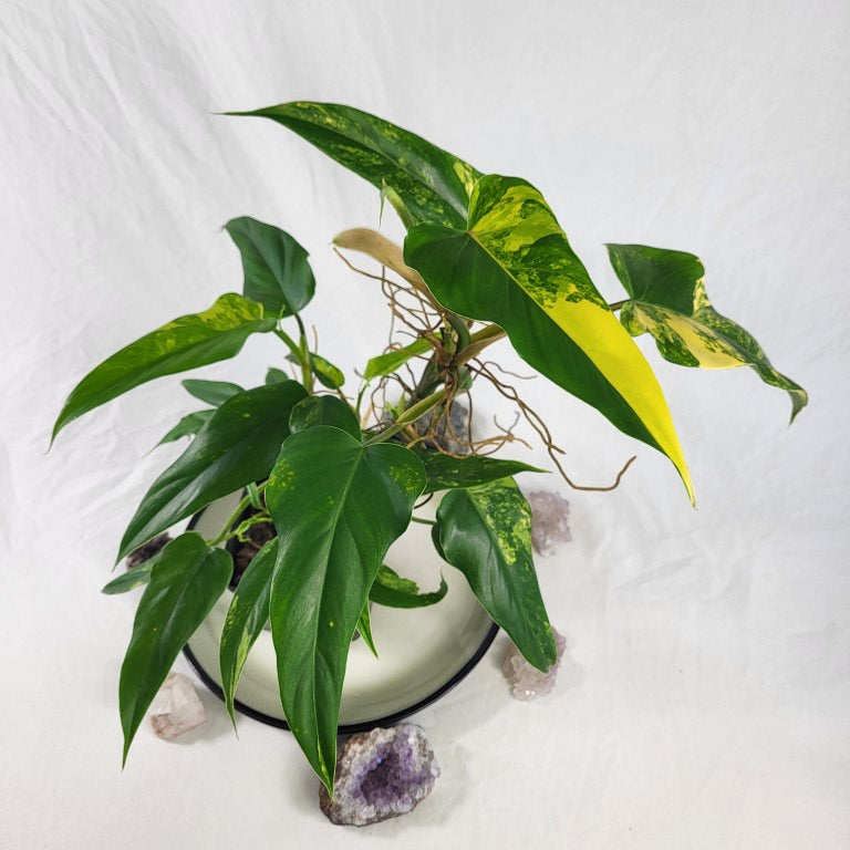 Philodendron Domesticum, Exact Plant Variegated