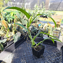 Load image into Gallery viewer, Philodendron Panduriforme, Exact Plant Ships Nationwide
