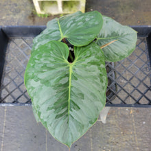 Load image into Gallery viewer, Philodendron Sodiroi True Form, Exact Plant Ships Nationwide
