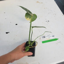 Load image into Gallery viewer, Monstera Deliciosa Creme Brulee, Exact Plant Variegated Ships Nationwide
