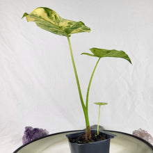 Load image into Gallery viewer, Alocasia Gageana Aurea, Exact Plant Variegated with baby
