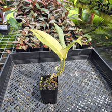 Load image into Gallery viewer, Rhaphidophora Lobbii Variegated exact plant, Fedex 2day*
