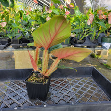 Load image into Gallery viewer, Philodendron Serpens, Exact Plant Ships Nationwide

