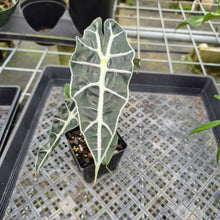 Load image into Gallery viewer, Alocasia Polly Aurea variegated exact plant, Fedex 2day*
