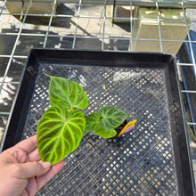 Load image into Gallery viewer, Philodendron Verrucosum, Exact Plant Ships Nationwide
