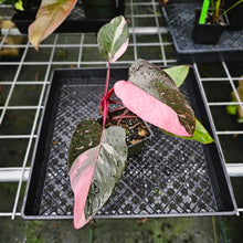 Load image into Gallery viewer, Philodendron Pink Princess Galaxy, Exact Plant Variegated
