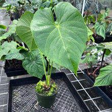 Load image into Gallery viewer, Anthurium Faustomirandae, Faustino&#39;S Giant, Exact Plant Ships Nationwide
