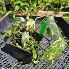 Load image into Gallery viewer, Epipremnum Pinnatum Albo, Exact Plant Variegated Ships Nationwide
