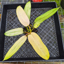 Load image into Gallery viewer, Philodendron Whipple Way, Exact Plant Variegated Ships Nationwide
