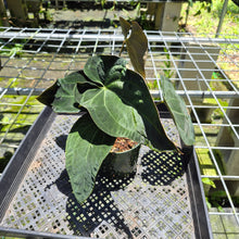 Load image into Gallery viewer, Anthurium Ace Of Spades X Papillilaminum exact plant, Fedex 2day*
