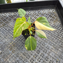 Load image into Gallery viewer, Philodendron Gloriosum Exact Plant Ships nationwide
