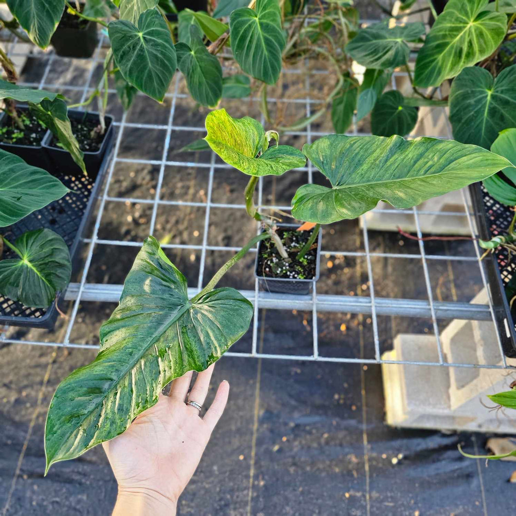 Philodendron Subhastatum, Exact Plant Variegated Ships Nationwide