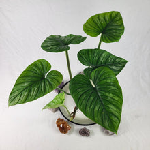 Load image into Gallery viewer, Philodendron Plowmanii, Exact Plant Ships Nationwide
