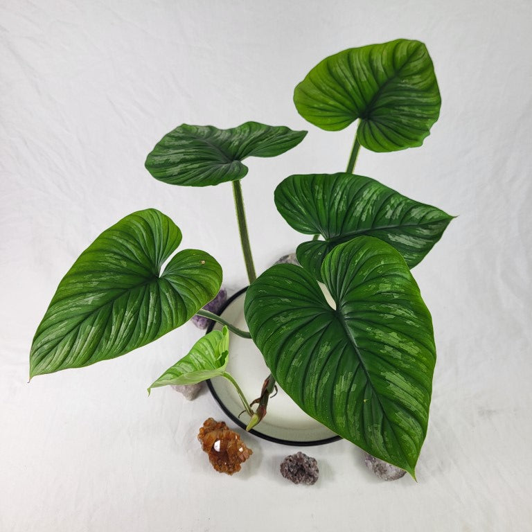 Philodendron Plowmanii, Exact Plant Ships Nationwide