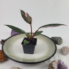 Load image into Gallery viewer, Philodendron Pink Princess Variegated 2.5" pot, Fedex 2day*
