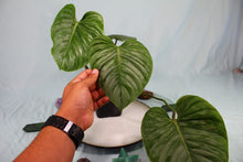 Load image into Gallery viewer, Philodendron Sodiroi Exact Plant Ships Nationwide
