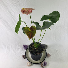 Load image into Gallery viewer, Anthurium Shibori, Exact Plant Variegated
