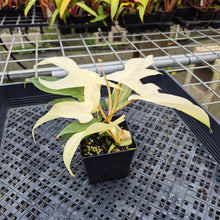 Load image into Gallery viewer, Philodendron Florida Ghost, Exact Plant Ships Nationwide
