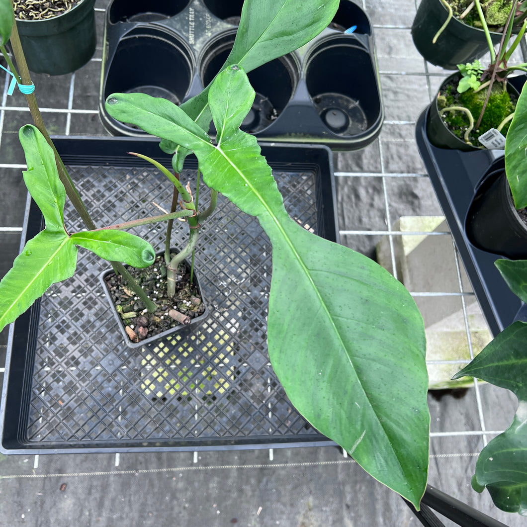 Philodendron Joepii, Exact Plant Ships Nationwide