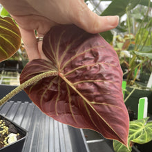Load image into Gallery viewer, Philodendron Verrucosum Amazon Sunset exact plant, Fedex 2day*
