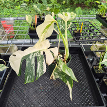 Load image into Gallery viewer, Monstera Borsigiana Albo Deliciosa, Exact Plant Variegated Ships Nationwide
