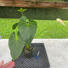 Load image into Gallery viewer, Anthurium Peppermint Splash, Shibori AFF, speckled , Exact Plant

