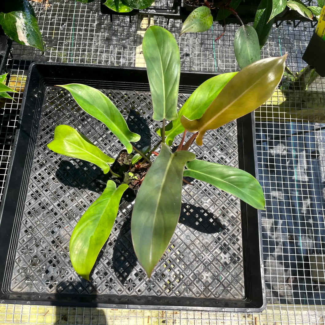 Philodendron Florida Bronze, 2.5” pot, Fedex 2 day*