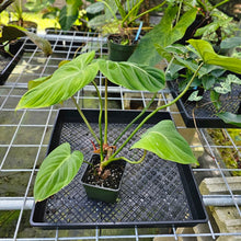 Load image into Gallery viewer, Philodendron Gloriosum, Pink Veined Back, Exact Plant
