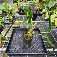 Load image into Gallery viewer, Anthurium Warocqueanum, Queen, Exact Plant
