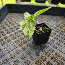 Load image into Gallery viewer, Philodendron Hederaceum, Heart Leaf, Exact Plant Variegated Ships Nationwide

