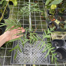 Load image into Gallery viewer, Philodendron Polypodoides exact plant, Fedex 2day*
