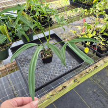 Load image into Gallery viewer, Philodendron Holtonianum, Exact Plant Ships Nationwide
