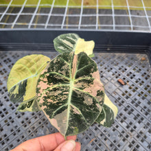 Load image into Gallery viewer, Alocasia Black Velvet Pink variegated exact plant, Fedex 2day*
